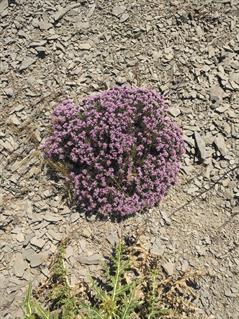 کلاه میرحسن